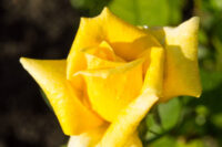 Mini Yellow Rose