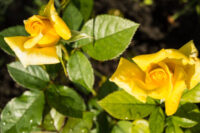 Mini Yellow Rose - Image 3