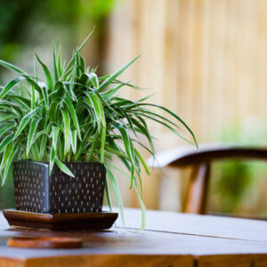 Spider Plant