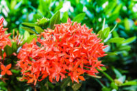 Ixora (Rugmini)