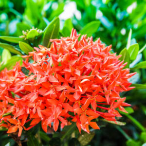 Ixora (Rugmini)