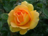 Golden Medal Rose - Image 2