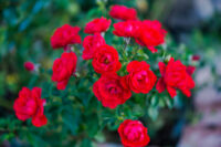 Mini Red Button Rose - Image 2