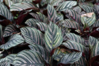 Calathea - Image 5