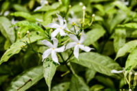 Tagar (Crape Jasmine / Tabernaemontana) - Image 2
