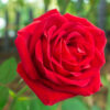 Kardinal Rose