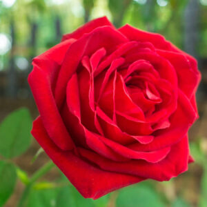 Kardinal Rose