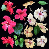 Hibiscus (Desi Kolkata)