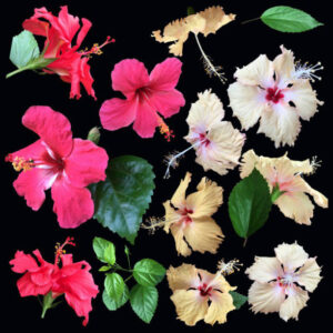 Hibiscus (Desi Kolkata)