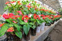 Anthurium - Image 2