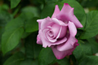 Blue Moon Rose