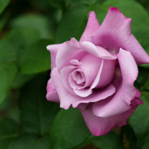 Blue Moon Rose
