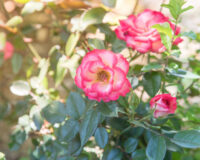 Cherry Parfait Rose - Image 2