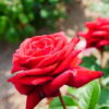 Kolkata Special Red Rose
