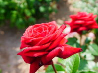 Kolkata Special Red Rose