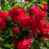 Trumpeter Rose