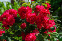 Trumpeter Rose - Image 3