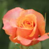 istockphoto-968264110-612x612 Raktagandha Rose