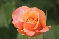 Raktagandha Rose
