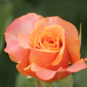 Raktagandha Rose