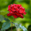 Kolkata Special Red Rose