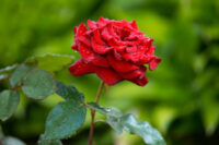 Kolkata Special Red Rose - Image 2