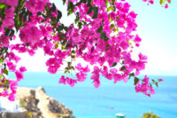 Bougainvillea - Image 4
