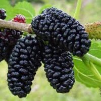 Mulberry (Shahtoot)