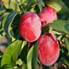 Plum (Aloo Bukhara)