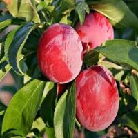 Plum (Aloo Bukhara)