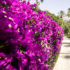 Bougainvillea Compacta