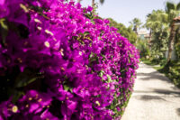 Bougainvillea Compacta