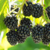 Mulberry (Shahtoot)