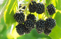 Mulberry (Shahtoot)
