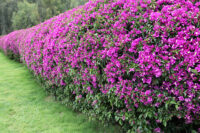 Bougainvillea Compacta