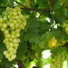Grapes (Seedless)