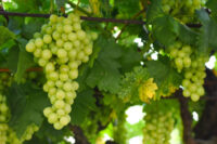 Grapes (Seedless)