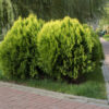 Thuja Compacta