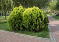 Thuja Compacta