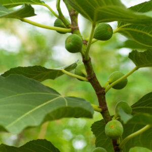 Fig (Anjeer)