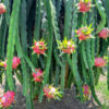 Dragon Fruit