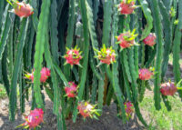 Dragon Fruit