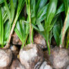 Coconut (Hybrid Dwarf)