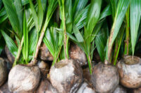 Coconut (Hybrid Dwarf)