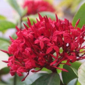Ixora