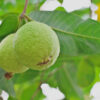 Guava (Allahabadi)