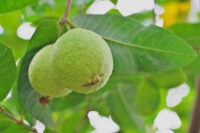 Guava (Allahabadi)