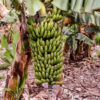Banana (Dwarf Cavendish)