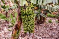 Banana (Dwarf Cavendish)