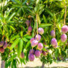 Mango (Alphonso)